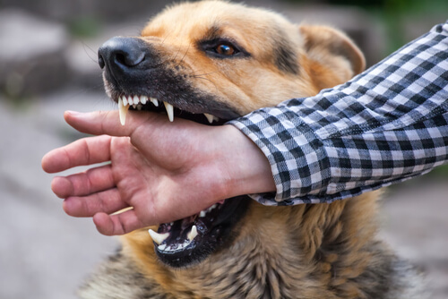 Dog Bite Lawyers | Morristown, TN
